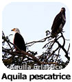 Aquila pescatrice